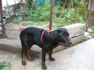 VAND Pui de Rottweiler