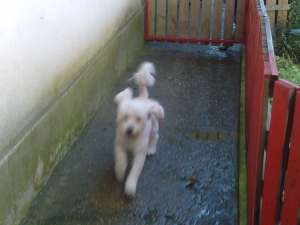 vand bichon havanez