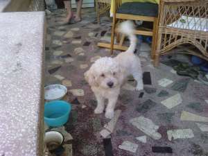 vand bichon havanez
