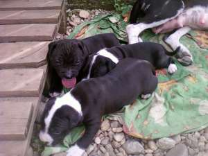 vand pui amstaff