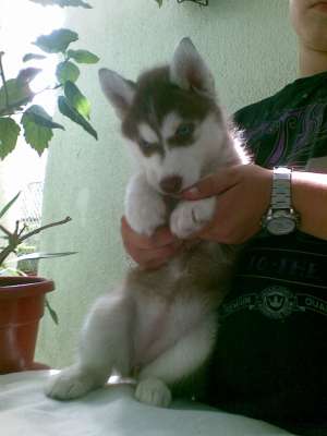 husky cum vezi doar la CANISE