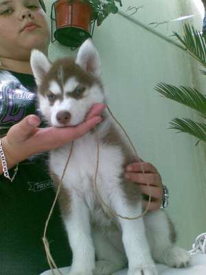 husky cum vezi doar la CANISE