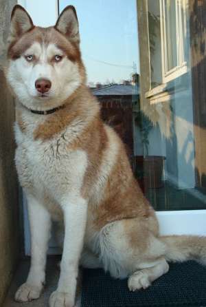 husky cum vezi doar la CANISE
