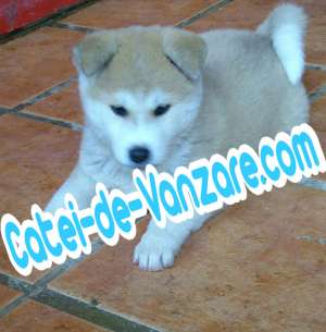Caini de Vanzare - Akita Inu,  Rottweiler,  Doberman,  Bichoni