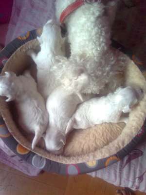 Vand BICHON BOLOGNESSE