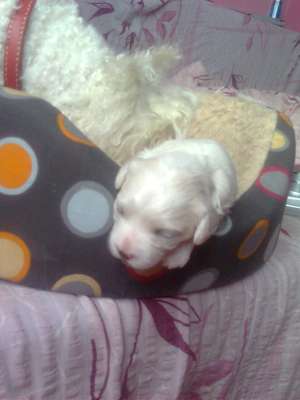 Vand BICHON BOLOGNESSE