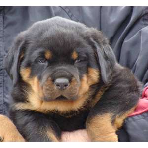 Vand pui Rottwaeiler de cea mai buna Calitate