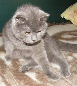 Vand pisoi British Shorthair