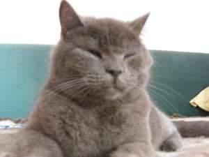 Vand pisoi British Shorthair