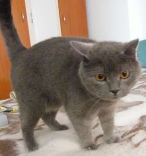 Vand pisoi British Shorthair