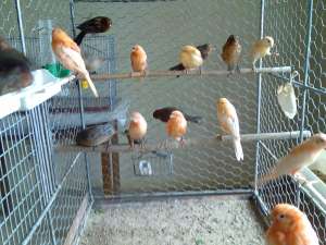 Canari de vanzare,  Oradea