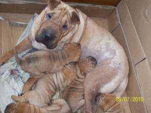 vand shar-pei