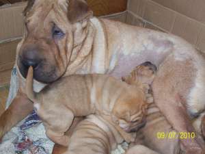vand shar-pei