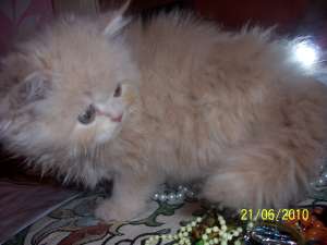 Motanel persan crem de v�nzare!
