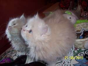 Motanel persan crem de v�nzare!