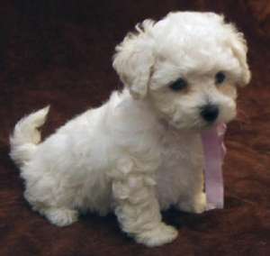 vand catei bichon ieftin