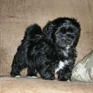 vand catei bichon ieftin