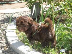vand catei bichon ieftin
