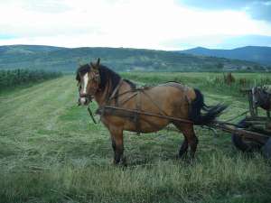 Iapa semigrea de 7 ani cam la 700-800 kg foarte blanda , imerge la calarit