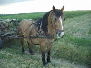 Iapa semigrea de 7 ani cam la 700-800 kg foarte blanda , imerge la calarit