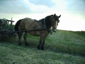 Iapa semigrea de 7 ani cam la 700-800 kg foarte blanda , imerge la calarit
