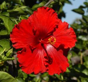 vand plante hibiscus si callistemon