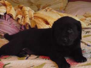 labrador