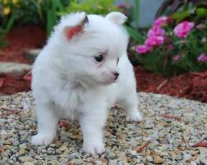 catelus Chihuahua de sex feminin pentru orice casă bună