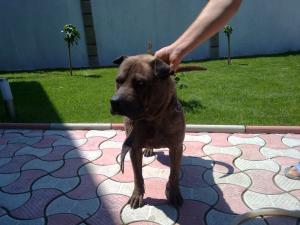 vand shar-pei
