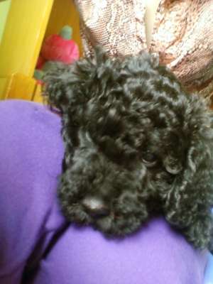 vand caniche pitic