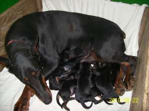 vand catei dobermann