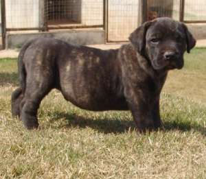 vand mascul Presa Canario irema curto