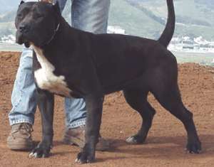 vand mascul Presa Canario irema curto