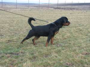 monta rottweiler