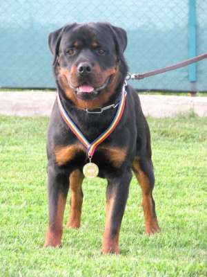 monta rottweiler