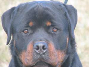 monta rottweiler