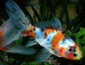 PESTI EXOTICI & ACVARI & PLANTE & HRANA
