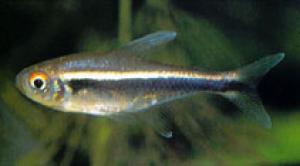 PESTI EXOTICI & ACVARI & PLANTE & HRANA