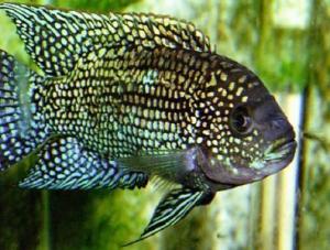 PESTI EXOTICI & ACVARI & PLANTE & HRANA