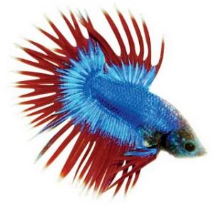 PESTI EXOTICI & ACVARI & PLANTE & HRANA