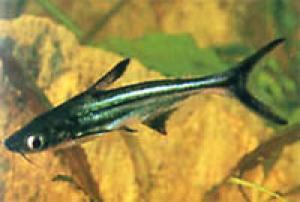 PESTI EXOTICI & ACVARI & PLANTE & HRANA