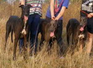 OGAR ENGLEZ GREYHOUND de curse pui de vanzare