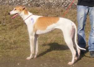 OGAR ENGLEZ GREYHOUND de curse pui de vanzare