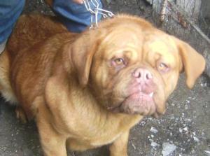Vand Urgent Femela Dog de Bordeaux