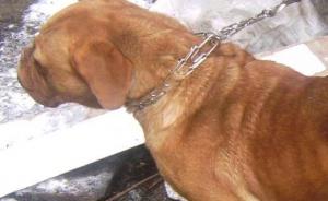 Vand Urgent Femela Dog de Bordeaux