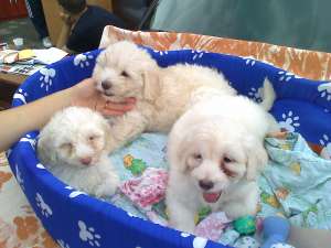 vand bichon frise
