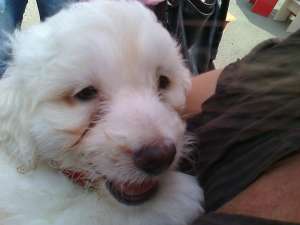 vand bichon frise