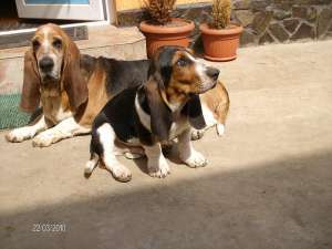 vand basset hound