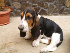 vand basset hound