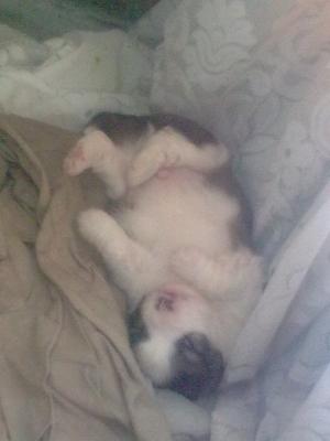 Catelus,    caut stapan care sa ma iubeasca mult